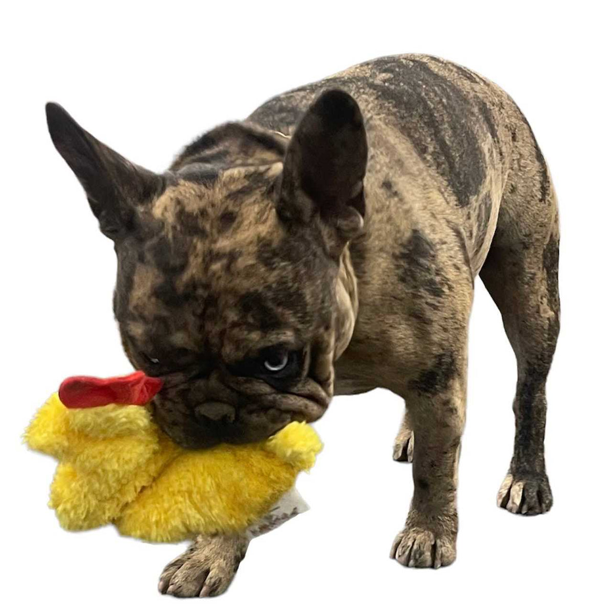 Chicken and Egg Paper Crinkle Squeaker Toys O69110