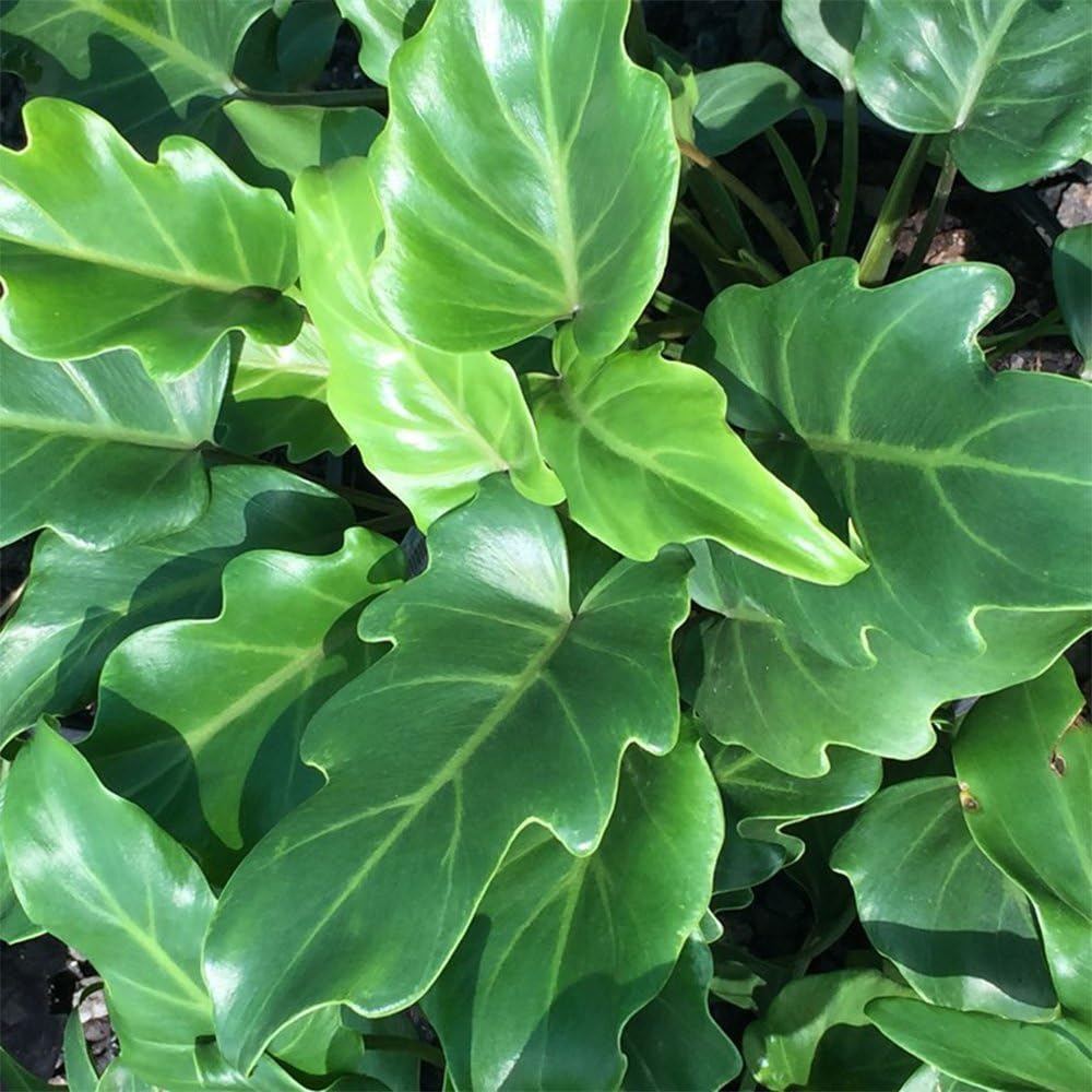 Philodendron Xanadu Plant, 10" Pot W7197