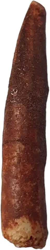 Pterosaur Tooth Dinosaur Mineral Healing Crystals T3426