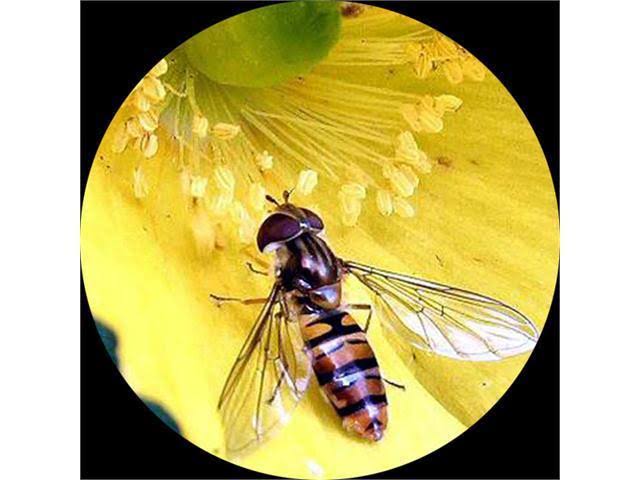 Trinocular Zoom Stereo Microscope with 54 LED Light R461