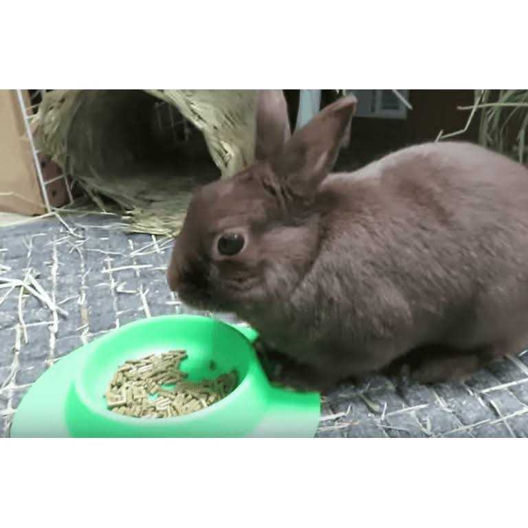 Tip-Proof Bowl for Guinea Pigs and Small Pets H713952