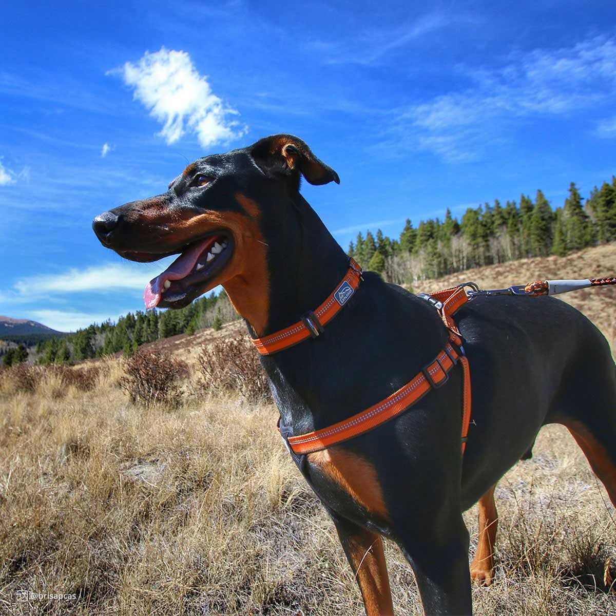Reflective Adjustable Padded Dog Harness I3201