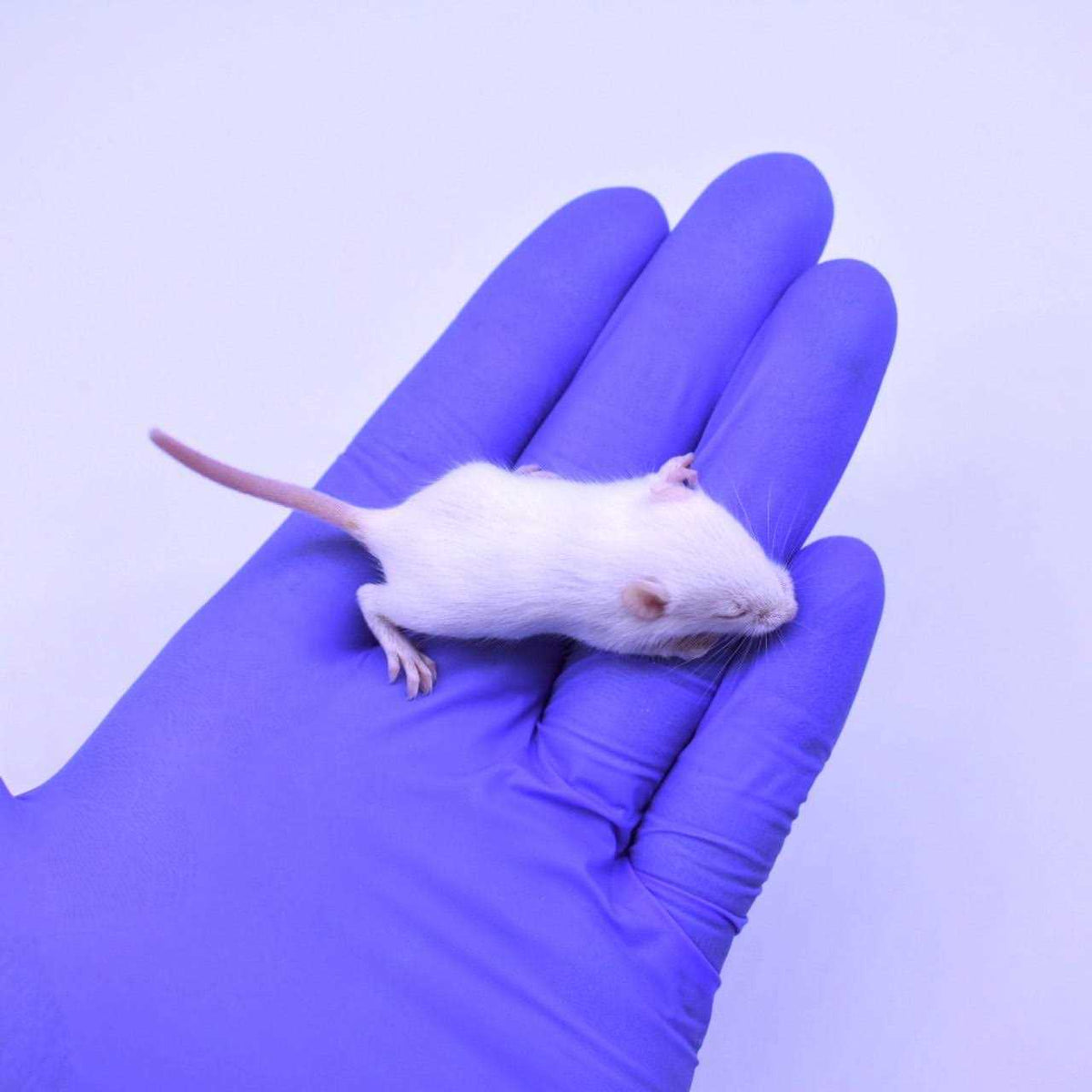 Frozen Mice Feeders Combo Pack, 150 Count O2635