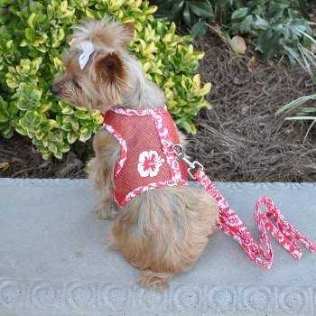 Cool Mesh Dog Harness with Leash Y505812