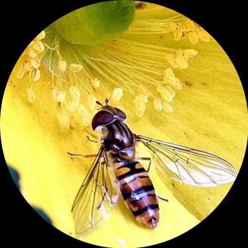 Trinocular Zoom Stereo Microscope with 54 LED Light R461