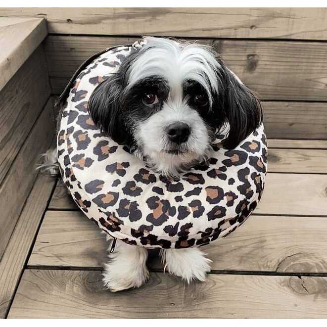 Dog & Cat Recovery Collar S517