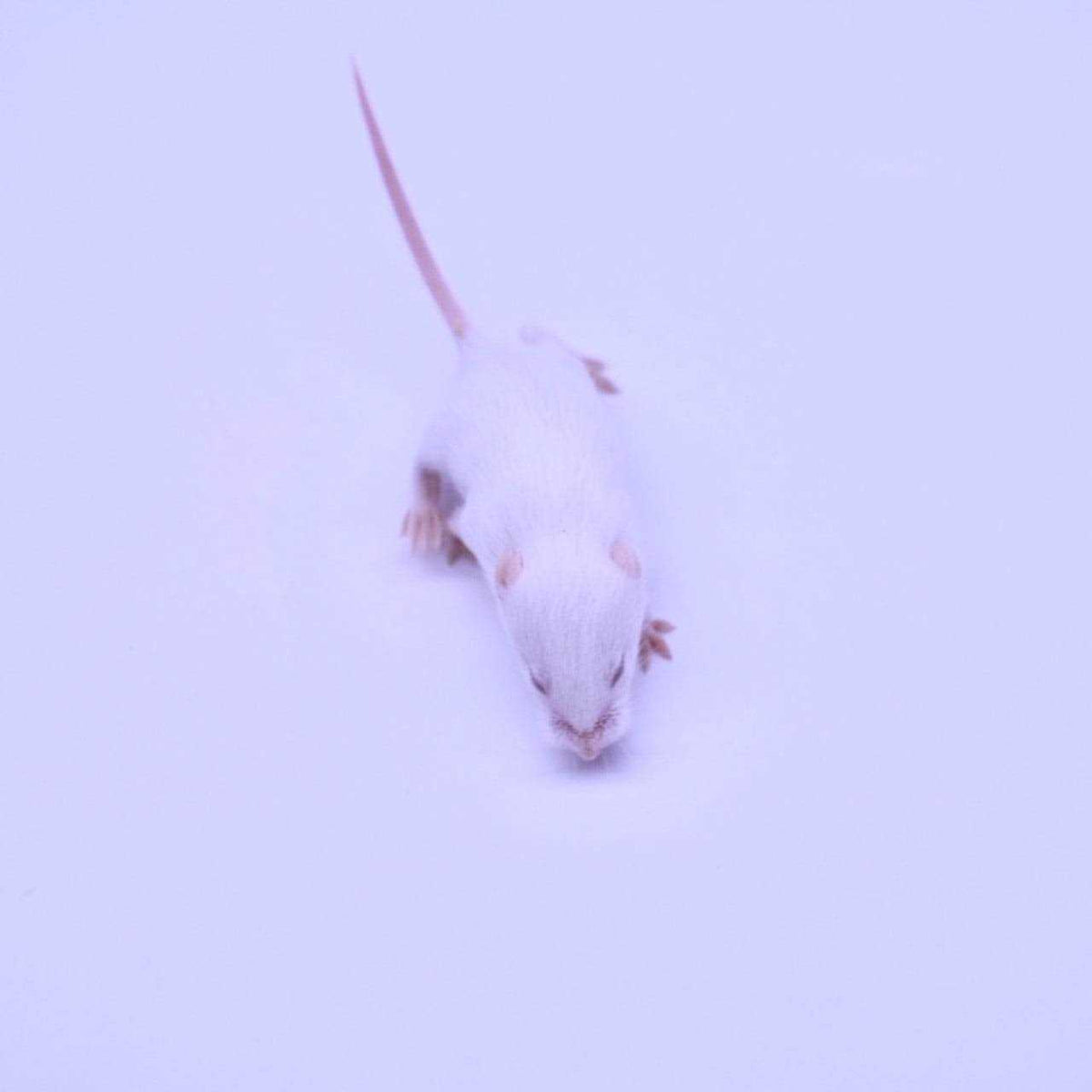 Frozen Mice Feeders Combo Pack, 150 Count O2635