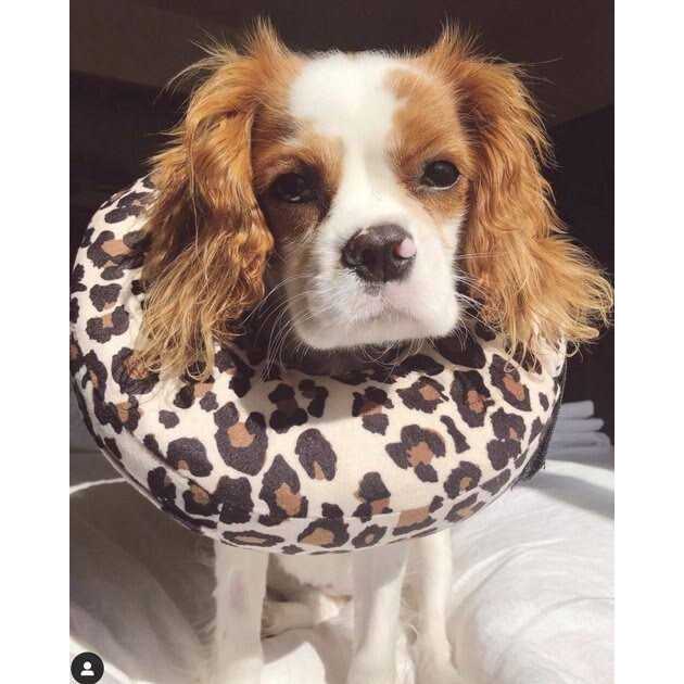 Dog & Cat Recovery Collar S517